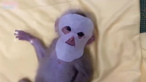 monkey spa 💅