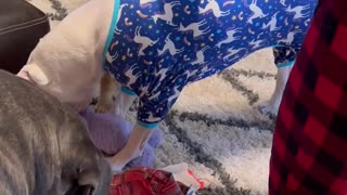 Dog Christmas. Dogs opening presents. Cute dog video.