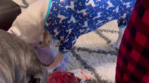 Dog Christmas. Dogs opening presents. Cute dog video.