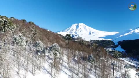 Animals of Amazon 4k video