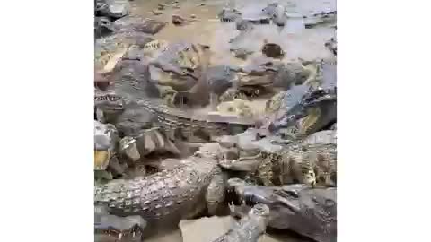Feeding time, crocodile Eating food #shorts🐊