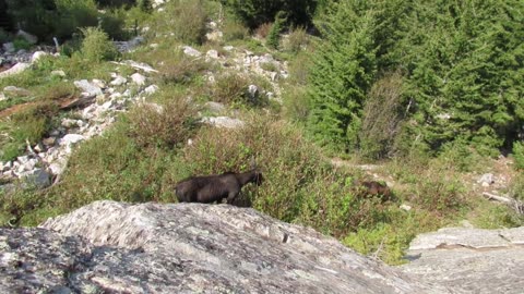 Mama Moose w/ Newborn