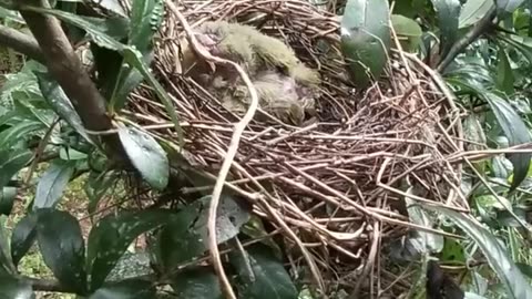 The Circle of Life: Eagle Predation on Bird's Nest - A Natural Spectacle