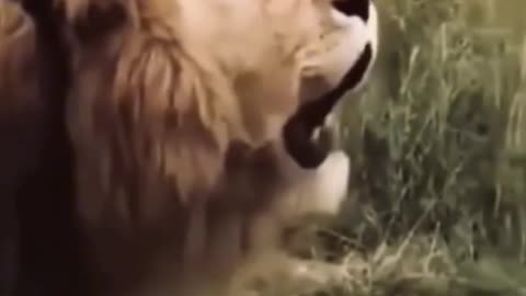 Singer Lion