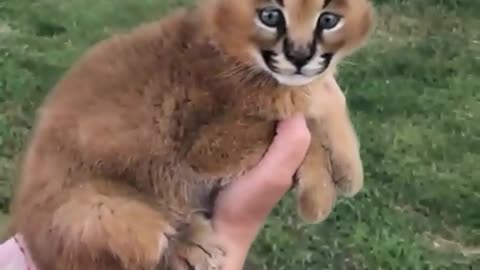 Caracal baby cat 😍😍👍