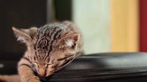 Cute cat sleeping