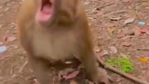 Angery monkey doesn't like prank