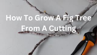 How To Grow A Fig Tree From A Cutting