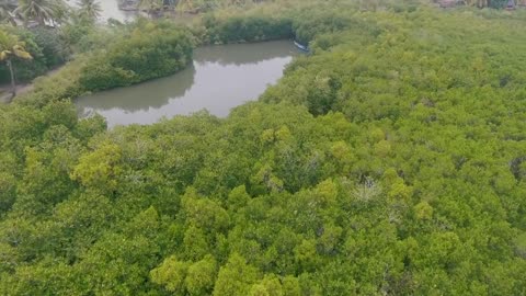 Mangroves | The Guardians of the Coasts