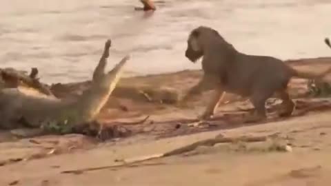 Cheetah Don't Escape From Crocodile Hunting - Big Battle of Leopard, Cheetah, Jaguar vs Crocodile