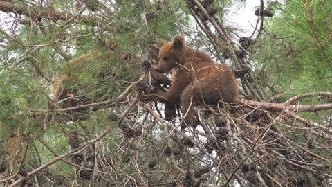 🐻🍼 Cute and Cuddly Bear Baby Cub Sit and Play on Tree Branches 🌳🐾