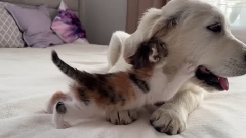 Cute kitten attacked golden retriever puppy ❤️