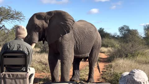 5 dicas brilhantes para elefantes comendo comida novatos