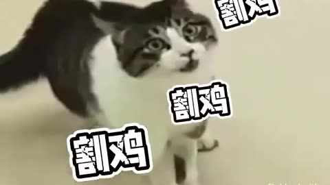 Animal World Funny English Voiceover Cat My happiness is gone!