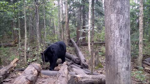 Into The Wild With American Black Bears