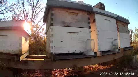 Honey Bee Hive Time Lapse