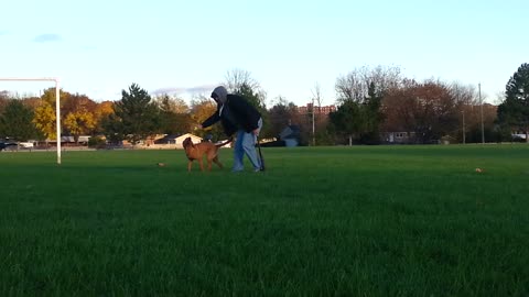Lucy Lab/Retriever fetch and roll instinct