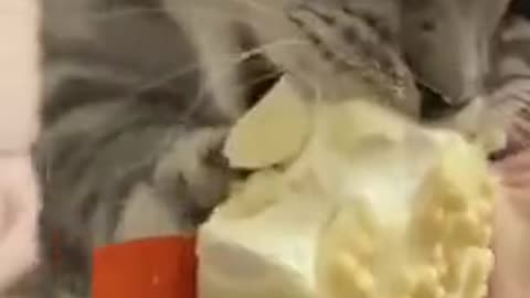 Cute Cat Consumes Ice Cream