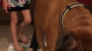 Doggy Plays Twister by His Own Rules