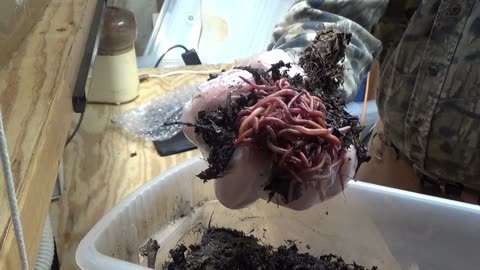 Paw Paw Checks the Tiny Worm Bin Composter After 2 Weeks