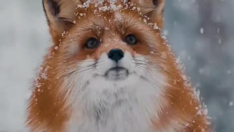 Cute fox's baby playing in snow fall