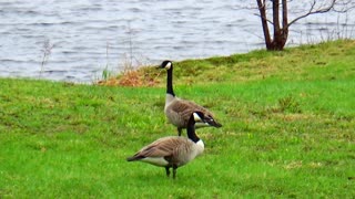 Canada Geese