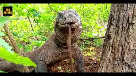 Hungry Komodo Dragon Chocked After Swallowing Turtle Carcass