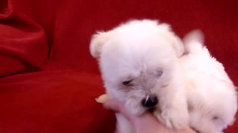 PUI DE BICHON MALTESE 0725758099