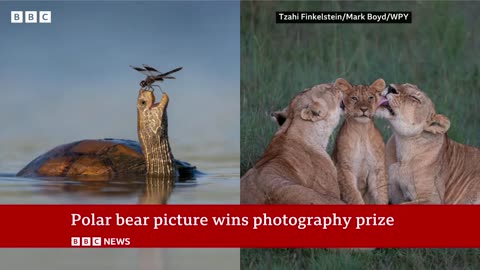 Image of young polar bear wins wildlife photography award | BBC News