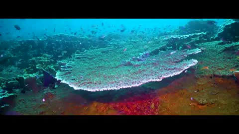 This is Raja Ampat (4k) - dive into the dream of biodiversity