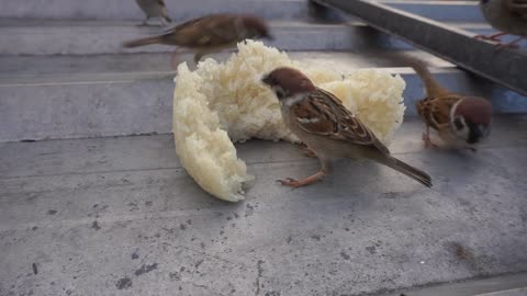 sparrow eating white rice on a tile (cute sparrow)