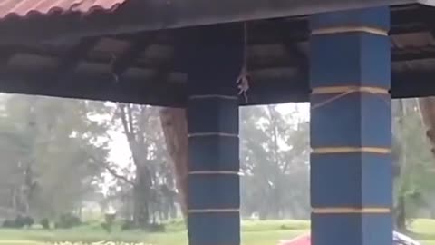 Monkey Destroys Roof Tiles
