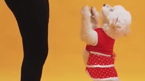 😀 Funny Training Dog #shorts Video 2021 for Dog with Dress #short #animals #funny #cute #funnyvideo