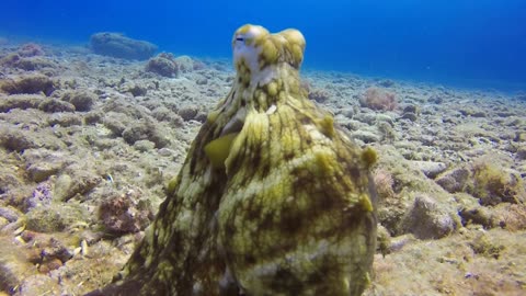 Diver found an strange Octopus