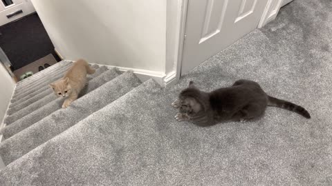 New Kitten Intimidates Cat