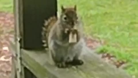It's Squirrel Again this time it's facing the Cam