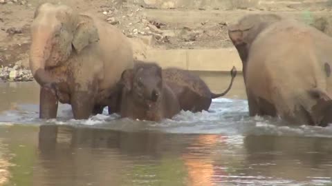 Baby Elephant And Parents Make A Happy Noise While In The River - ElephantNews