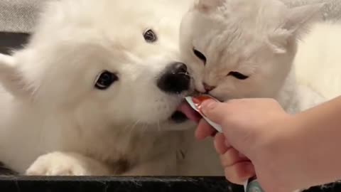 Pet collection, cat, dog, forced kissing