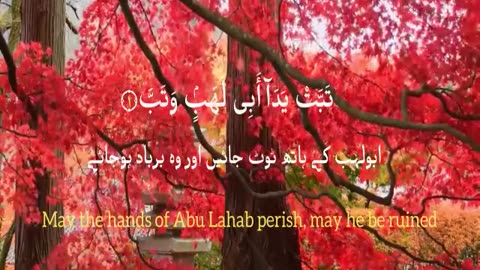 surah al masad |Quran beautiful translation |copyright free | tilawat |ISLAMIC HISTORY