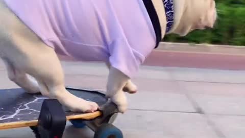 This dog can skateboard and also masters a balanced turn