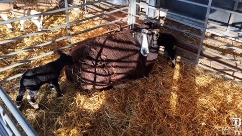 Lots of lambs arriving in our roundhouse - Cannon Hall Farm