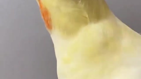 Cocktail bird shakes its head and sings at home