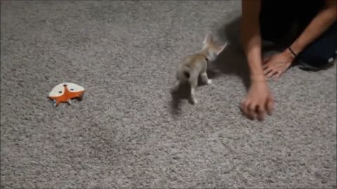 Training the Baby Fennec Fox to Sit