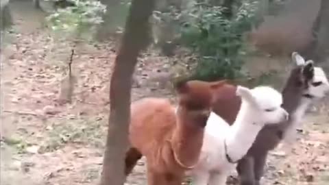 Two cute alpacas