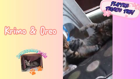 Cute Cat Fight - Kittens Krimo and Oreo teasing each other #cats #kittens