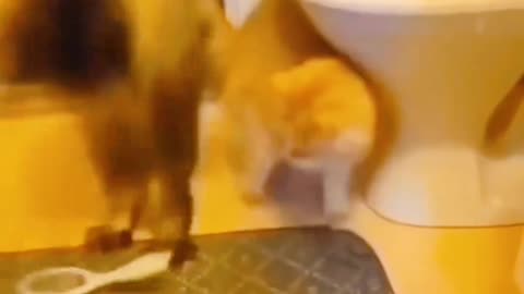 Funny Cats slap video