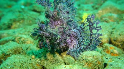 Purple weedy rhinopias scorpionfish (rhinopias frondosa) Laha, Ambon