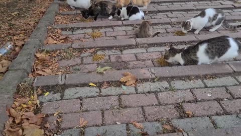 If you sit in this park, tens of cats will gather around you.