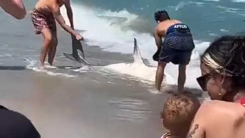 Shark on a beach with a great view