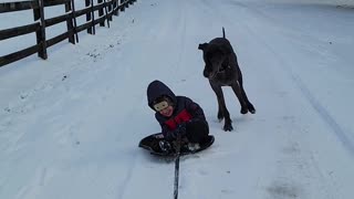 Playful Pup Causes Kid to Spill From Sled